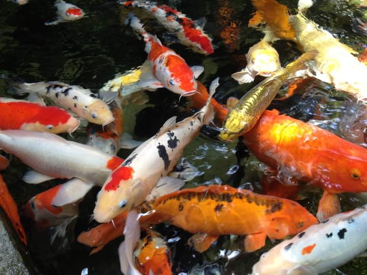 Nghệ thuật nuôi cá koi Nhật Bản 